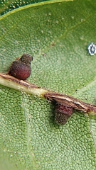 Callirhytis serricornis