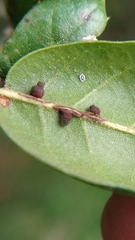 Callirhytis serricornis