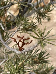 Arceuthobium divaricatum