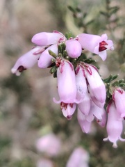 Erica australis
