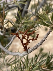 Arceuthobium divaricatum