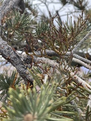 Arceuthobium divaricatum