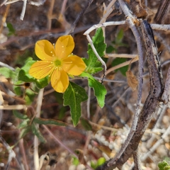 Mentzelia adhaerens