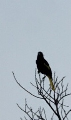 Cassiculus melanicterus