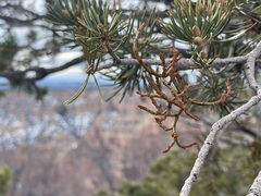 Arceuthobium divaricatum