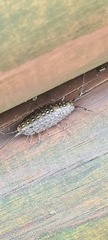 Ligia exotica