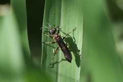 Sphecidae