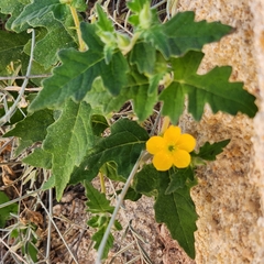 Mentzelia adhaerens