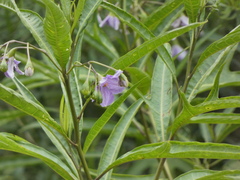Solanum laciniatum