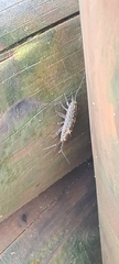 Ligia exotica