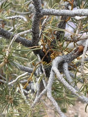 Arceuthobium divaricatum