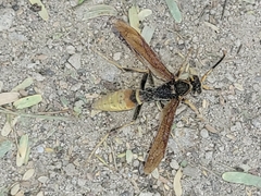 Polistes comanchus