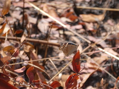 Junonia