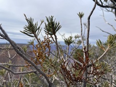 Arceuthobium divaricatum