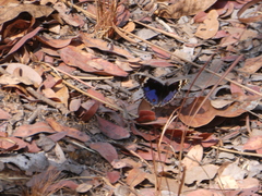 Junonia