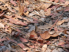 Junonia