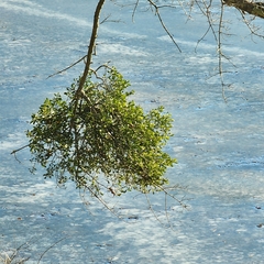 Phoradendron leucarpum