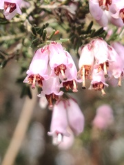 Erica australis