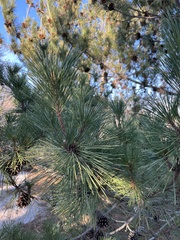 Pinus thunbergii
