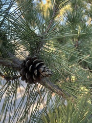 Pinus thunbergii