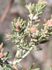 Erica australis