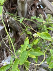 Alternanthera flavescens