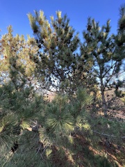 Pinus thunbergii