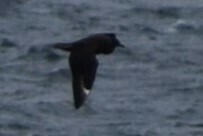 Stercorarius chilensis