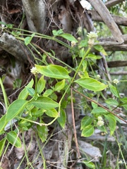 Alternanthera flavescens