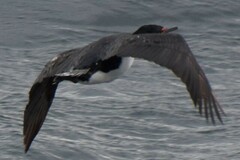 Leucocarbo magellanicus