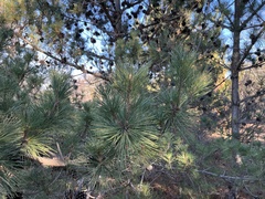 Pinus thunbergii