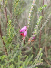 Erica ciliaris