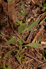 Allophyllum integrifolium