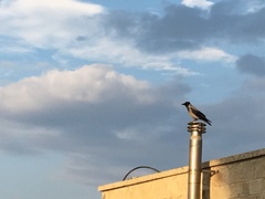 Corvus cornix