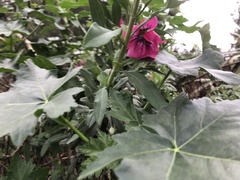 Malva assurgentiflora