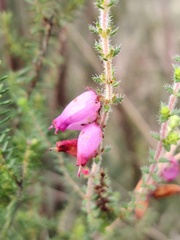 Erica ciliaris