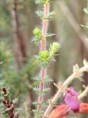 Erica ciliaris