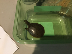 Apalone spinifera aspera