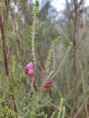 Erica ciliaris