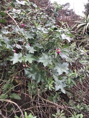 Malva assurgentiflora