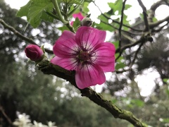 Malva assurgentiflora