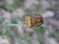 Carpocoris pudicus