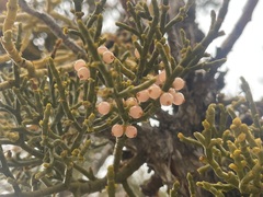 Phoradendron juniperinum