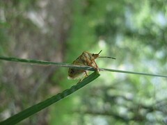 Carpocoris pudicus