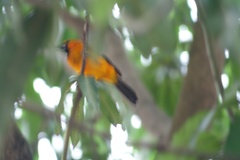 Icterus gularis