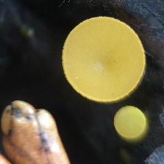 Chloroscypha alutipes