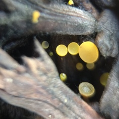 Chloroscypha alutipes