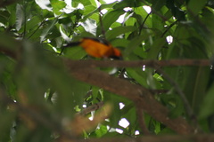 Icterus gularis