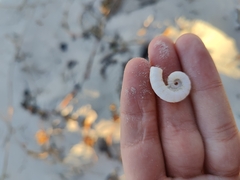 Spirula spirula