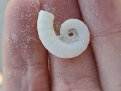 Spirula spirula